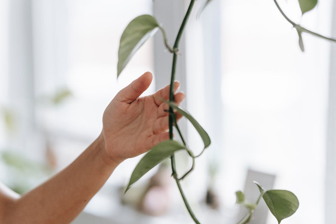 Fotobanka s bezplatnými fotkami na tému anonymný, botanický, botanika