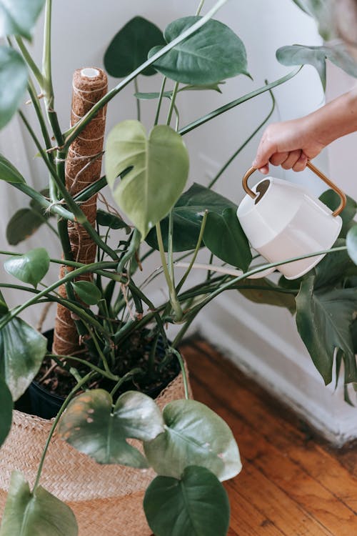 Unrecognizable person watering potted houseplant