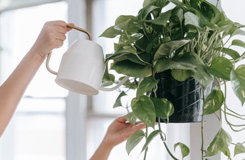 Free Crop faceless person with watering can pouring water into pot with green plant while standing with raised arms in room near window on blurred background Stock Photo
