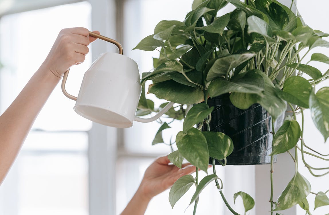 9 motivos por que suas plantas não vigam