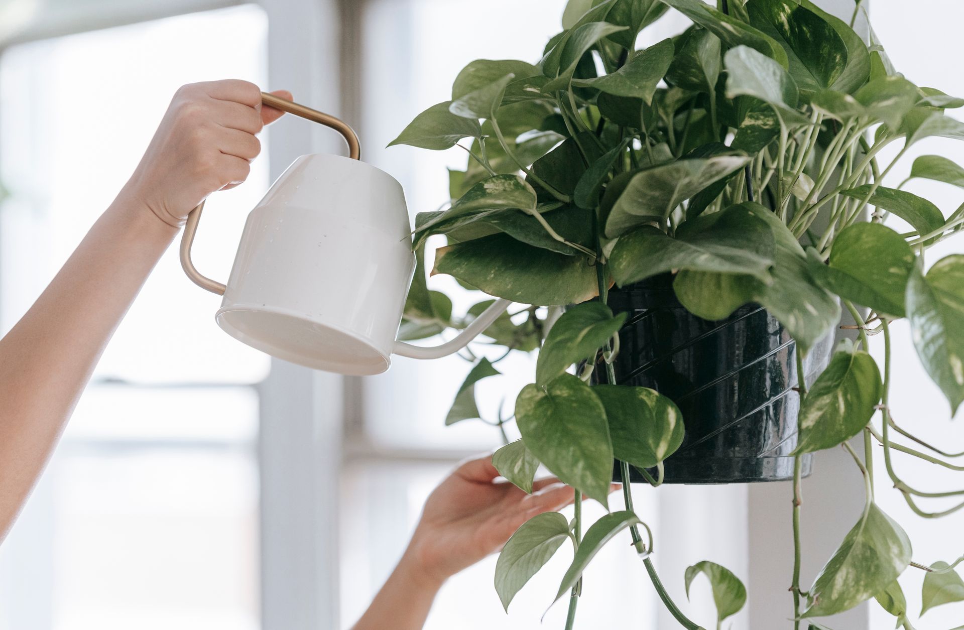 Crop faceless person with watering can pouring water into pot with green plant while standing with raised arms in room near window on blurred background
