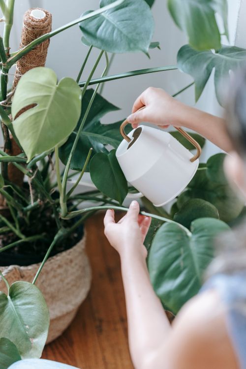 Free From above of crop anonymous female with watering can pouring water into flowerpot with green plant on floor in light room Stock Photo