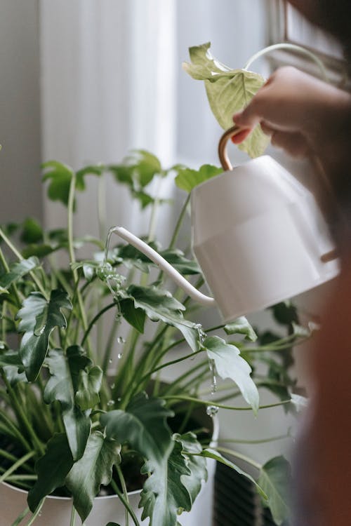 Crop unrecognizable person pouring water from watering can into flowerpot with green plant in light room with curtain at home