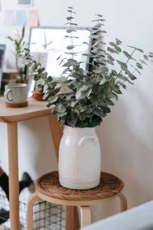 Free Green twigs with leaves in ceramic pot placed on chair at wall near wooden table with cup in light room Stock Photo