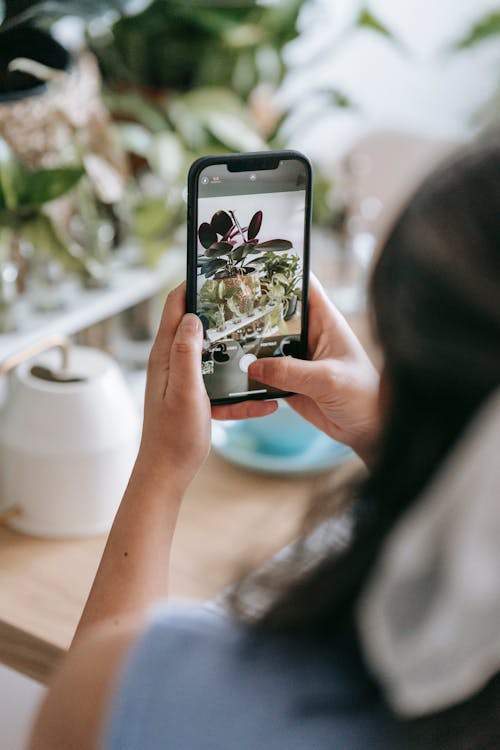 Crop anonymous person with smartphone taking photo of lush potted plant in light room