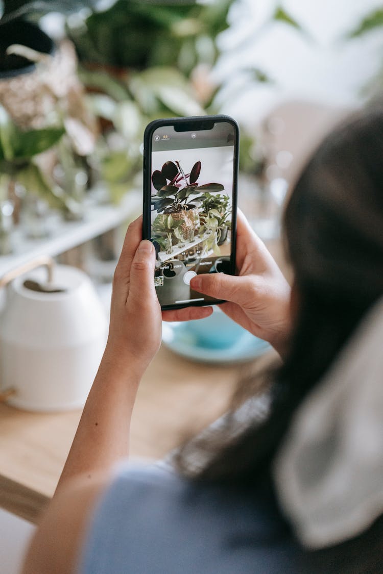 Crop Unrecognizable Person Taking Picture Of Potted Plant