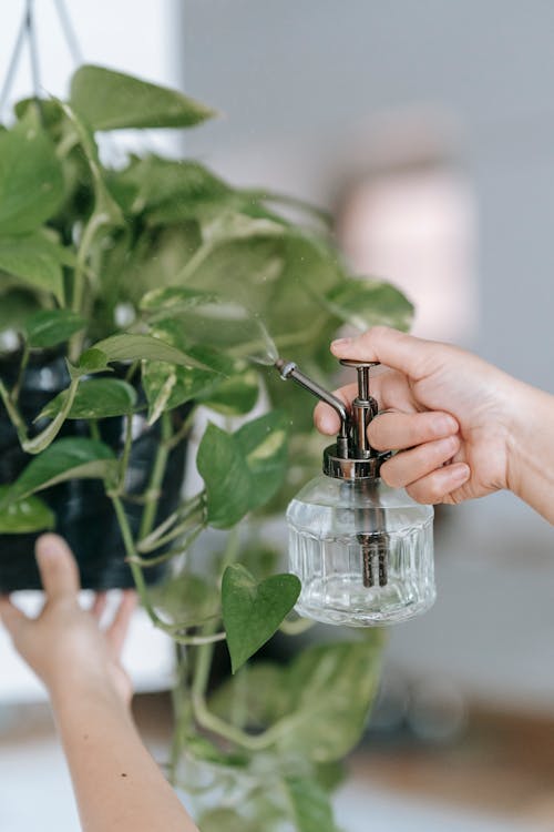 Woman spraying green leaves of houseplant