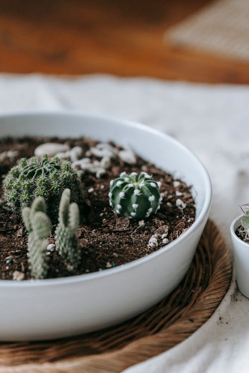 Different cacti in ceramic bowl on wicker stand