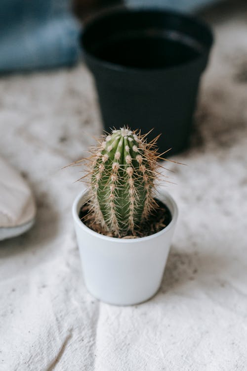 Potted cactus on fabric on floor