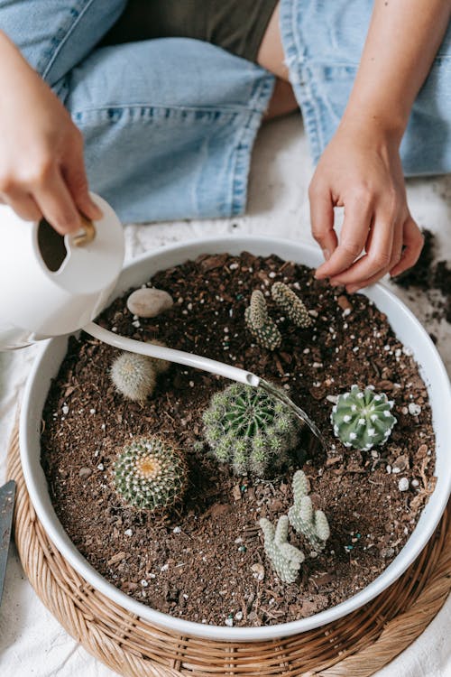 From above of crop anonymous female sitting with crossed legs and watering sharp cacti