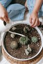 From above of crop anonymous female sitting with crossed legs and watering sharp cacti