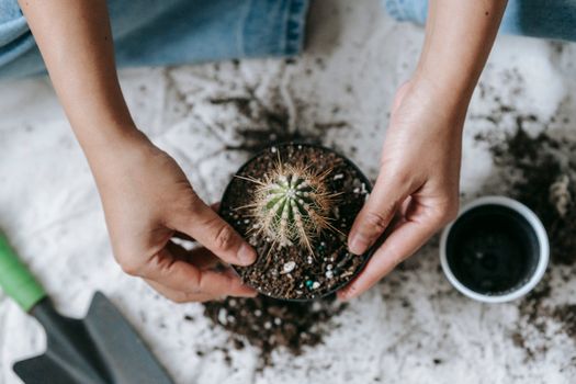 From above of crop anonymous horticulturist planting succulent plant with sharp prickles in pot