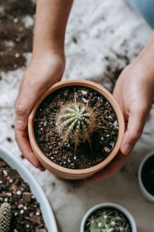 Free From above of crop anonymous female with small cactus in ceramic pot at home Stock Photo