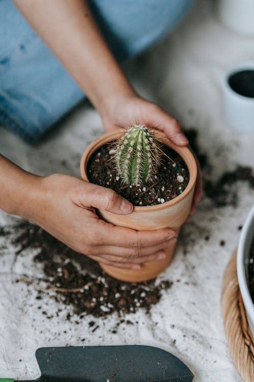 From above of crop anonymous female planting exotic cactus with sharp prickles in soil of pot