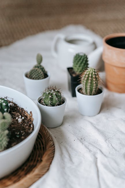 Green Succulent Plants on Brown Clay Pots · Free Stock Photo