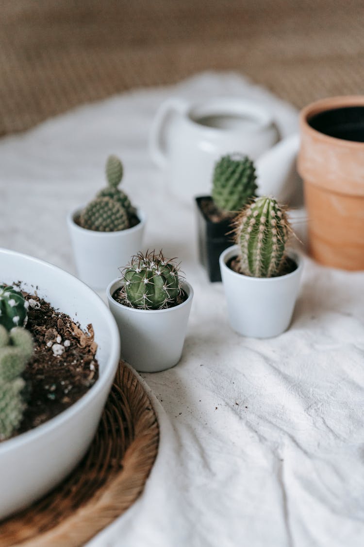 Potted Prickly Cacti On White Fabric