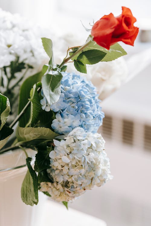 Bunch of fragrant blooming hydrangeas and rose with green leaves in vase in daylight