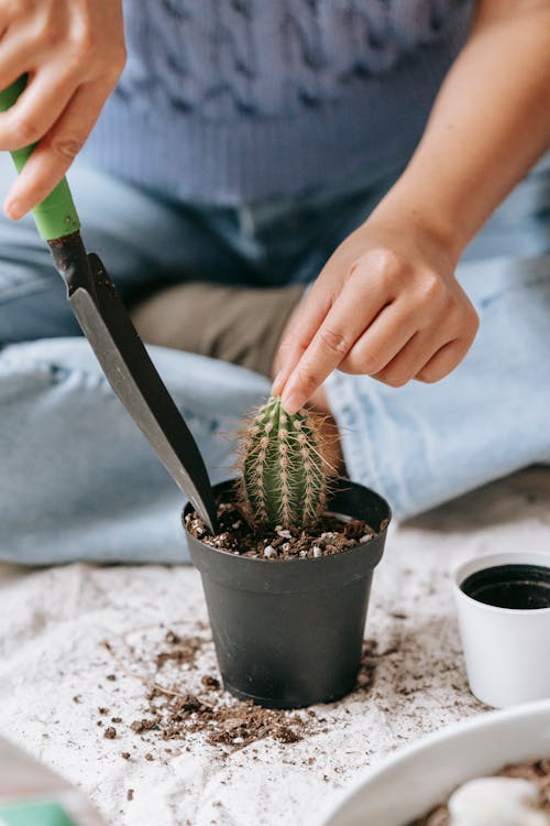 Woman planting seedling of cactus in pot