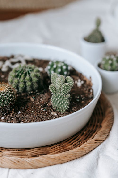 Free From above of round bowl with various species of cacti with spiky needles placed on wicker stand Stock Photo