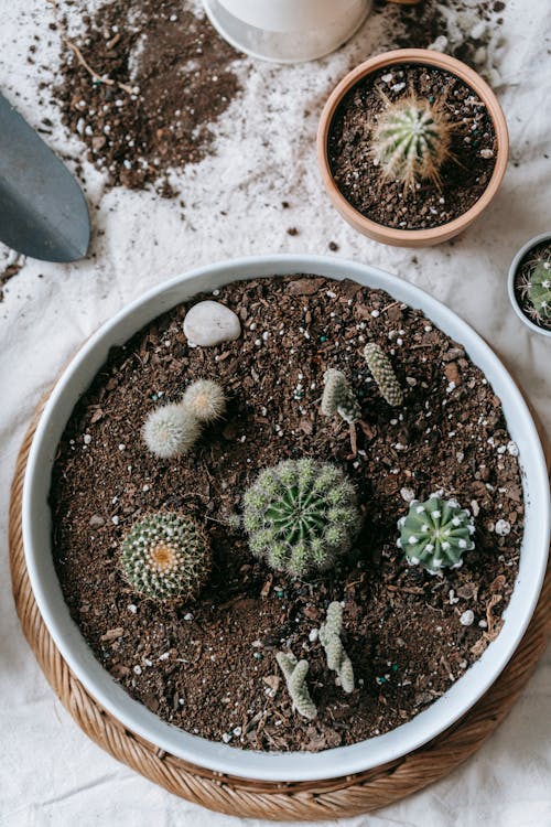 Assorted cacti in soil in ceramic bowl