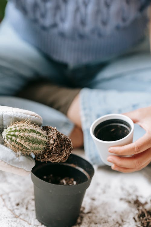 High angle of crop anonymous female in glove sitting with crossed legs and transplanting prickly cactus into flowerpot