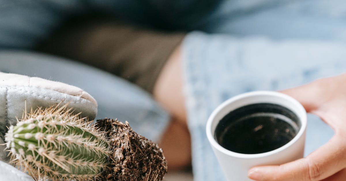 How to grow cactus plant at home