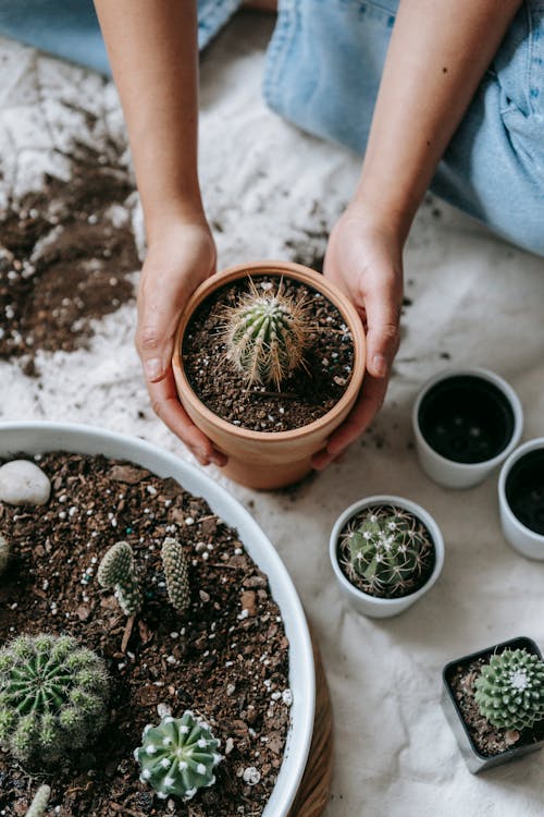 High angle of crop anonymous female sitting on floor with potted cactus near transplanted succulents