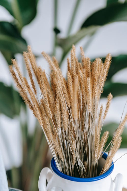 Bouquet of dried cereal grass in vase