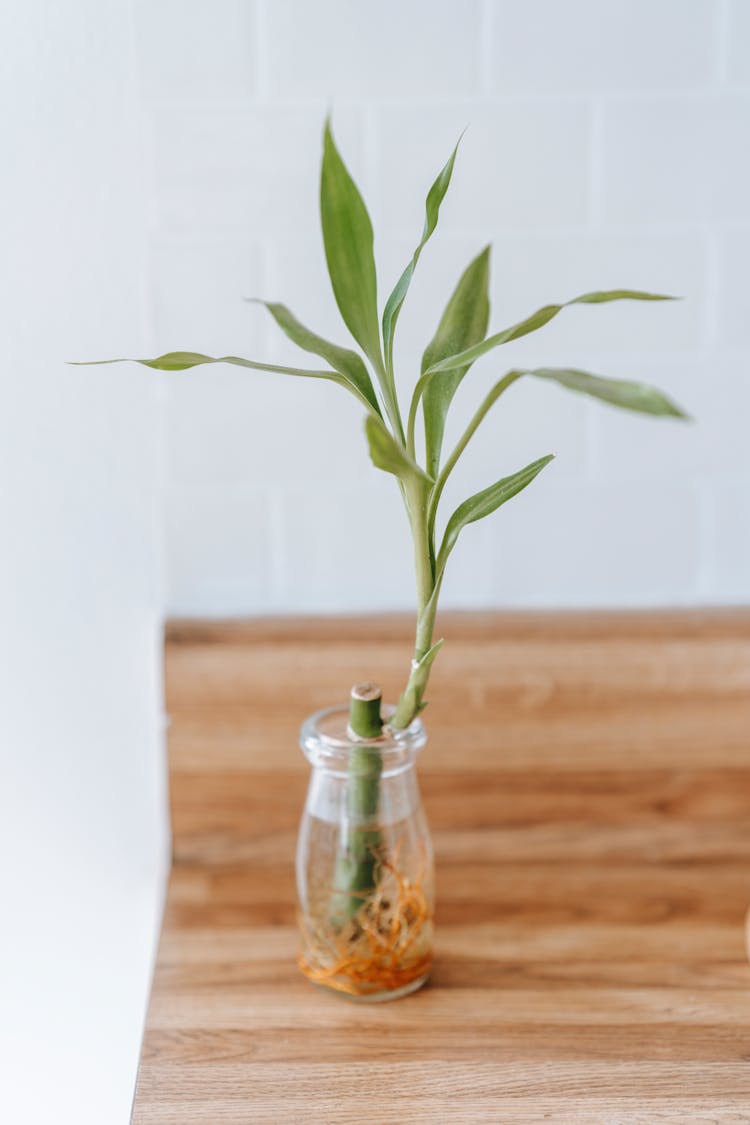 Glass Jar Of Sprout On Wooden Table