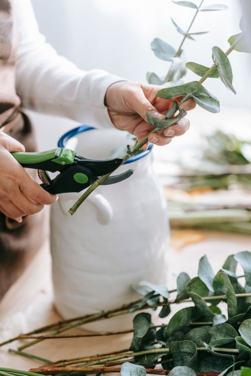 Free Side view of crop anonymous female florist cutting stem of green branch with pruner in workshop Stock Photo