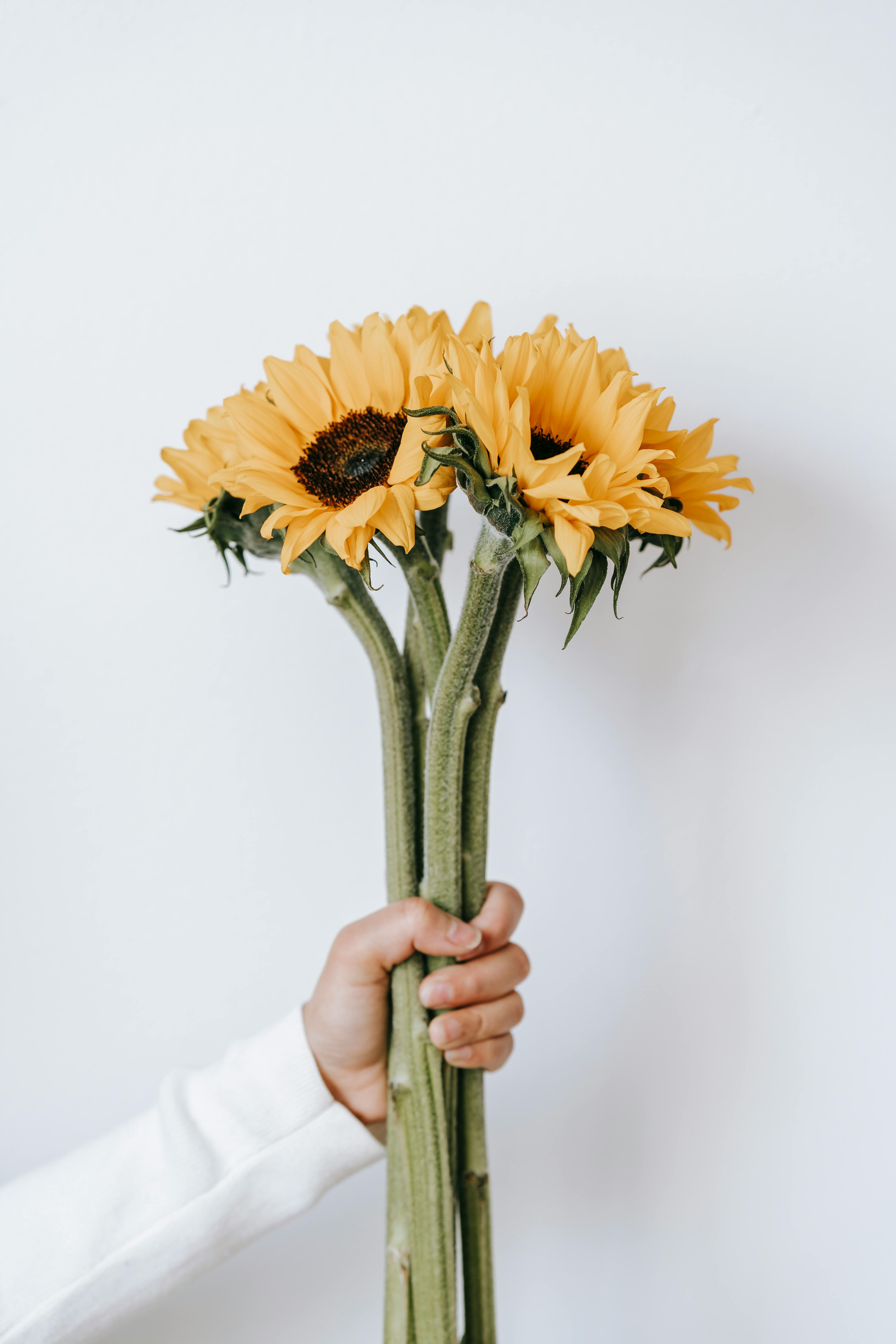 faceless person with blooming sunflowers on white background