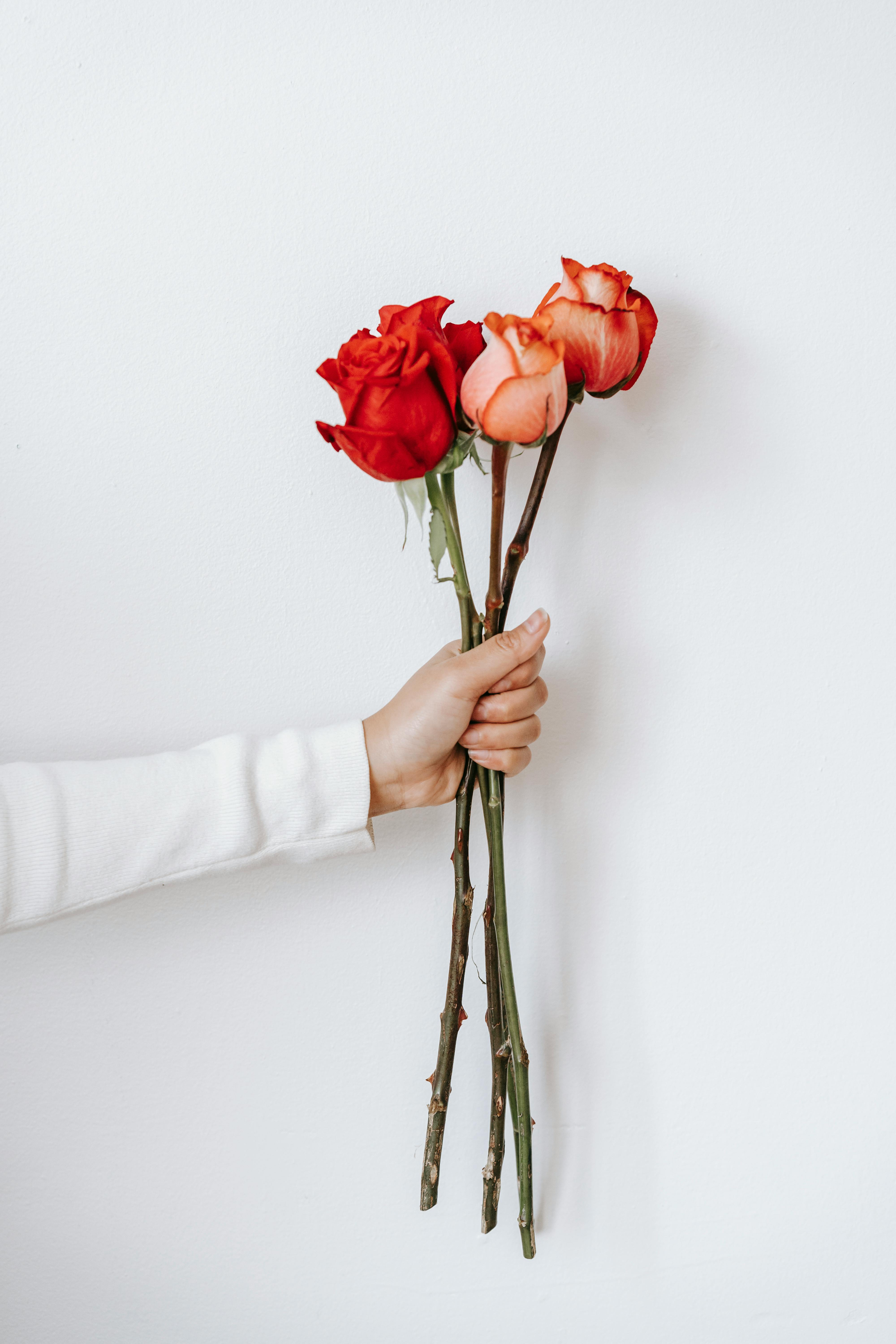 crop person showing blooming rose bouquet with pleasant scent