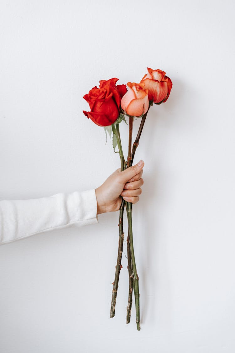 Crop Person Showing Blooming Rose Bouquet With Pleasant Scent