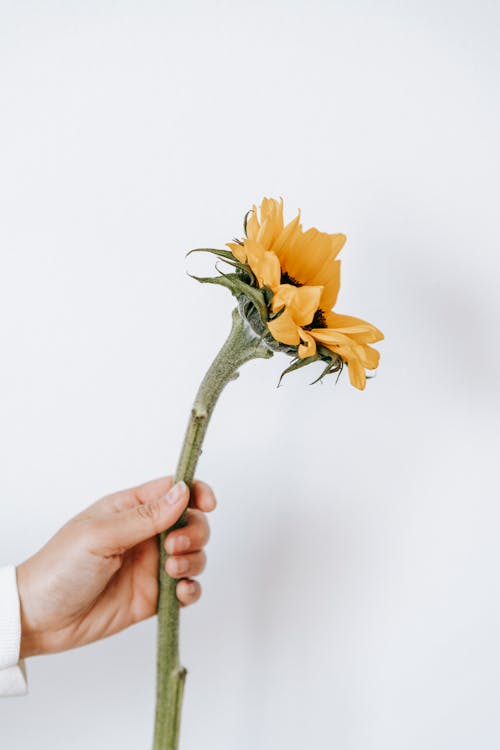 Free Crop anonymous person demonstrating blooming yellow flower with tender petals and curved leaves on thick stalk on white background Stock Photo