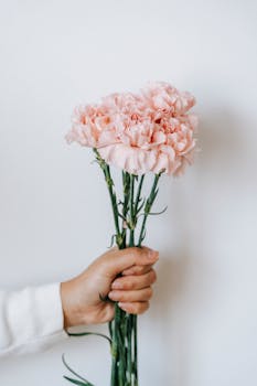 image.mefiz.com