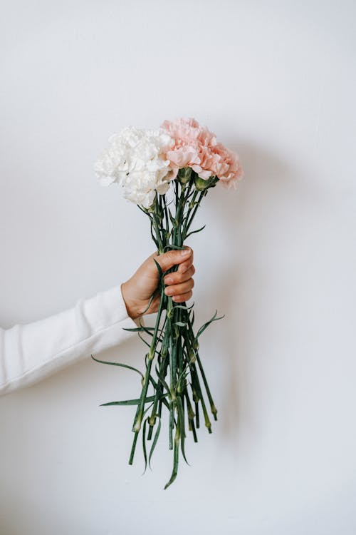 Free Crop anonymous female showing blossoming pink and white flowers with gentle petals and pleasant aroma Stock Photo