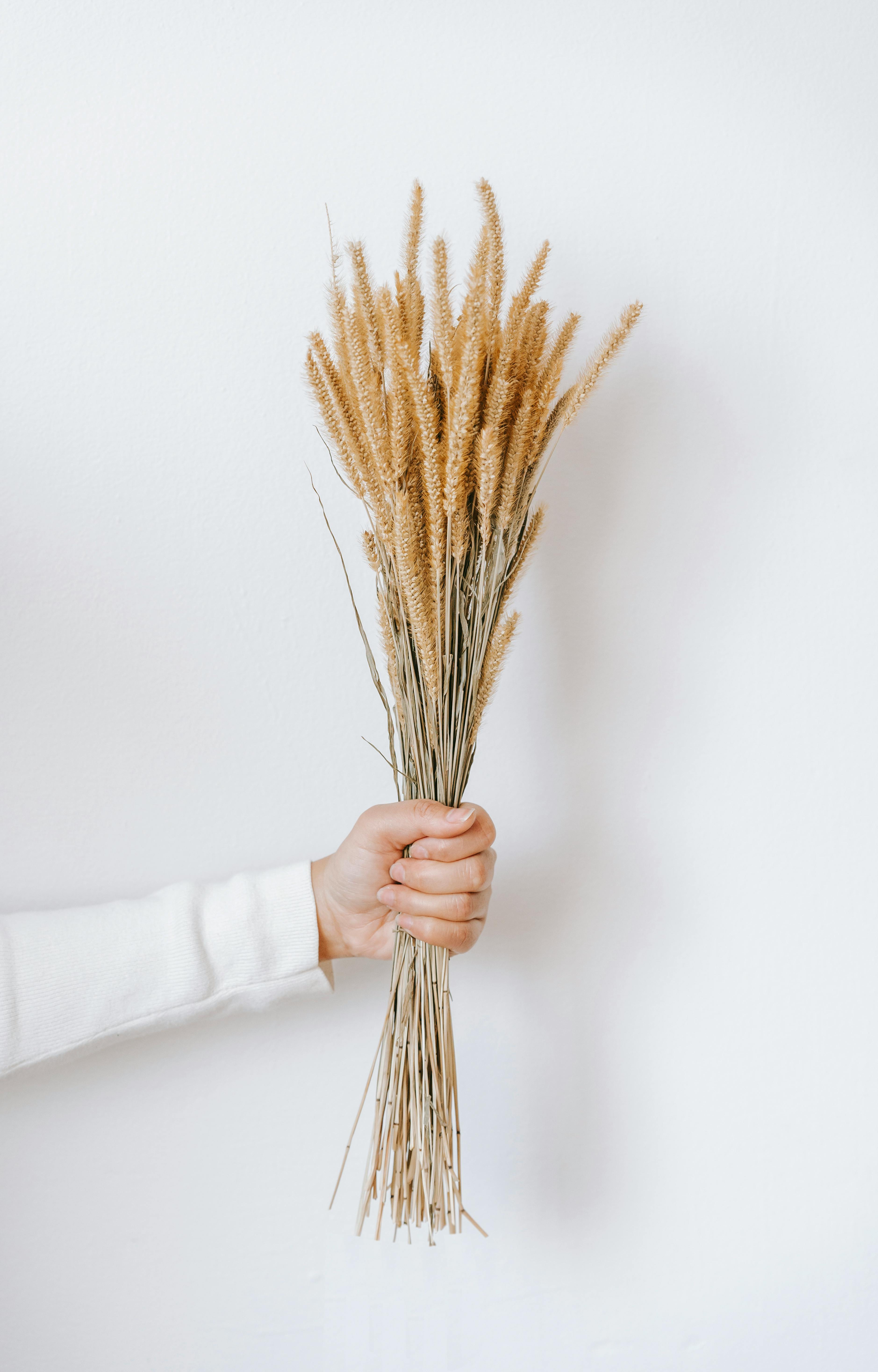 Crop unrecognizable person with outstretched arm holding golden spikes with thin stems on white background