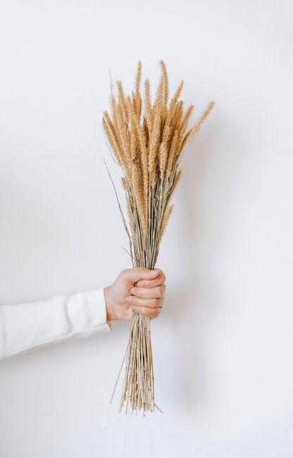 Crop unrecognizable person with outstretched arm holding golden spikes with thin stems on white background