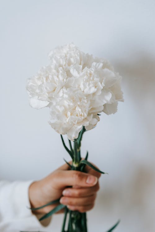 Crop anonymous female demonstrating blossoming fragrant flowers with gentle wavy petals on thin stalks on white background