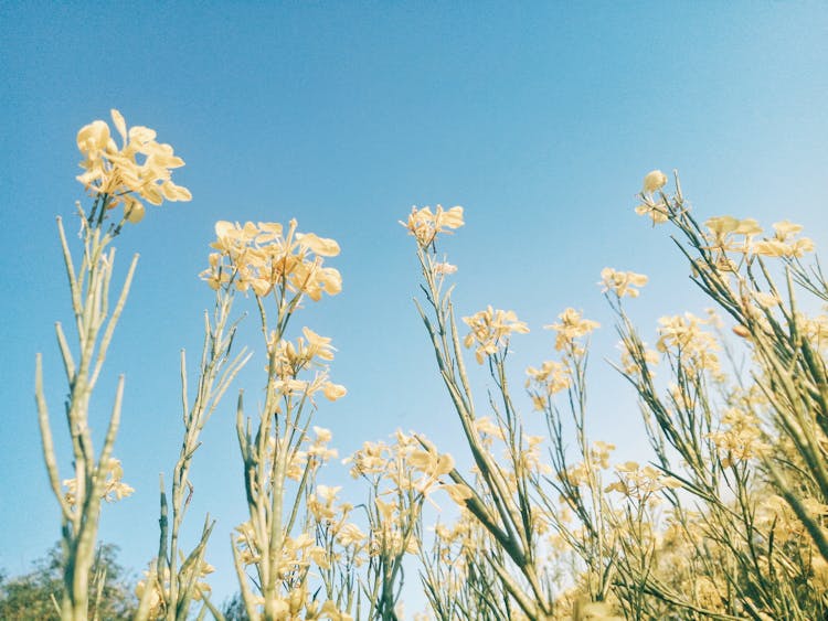 Yellow Wildflowers On Blue Sky Background