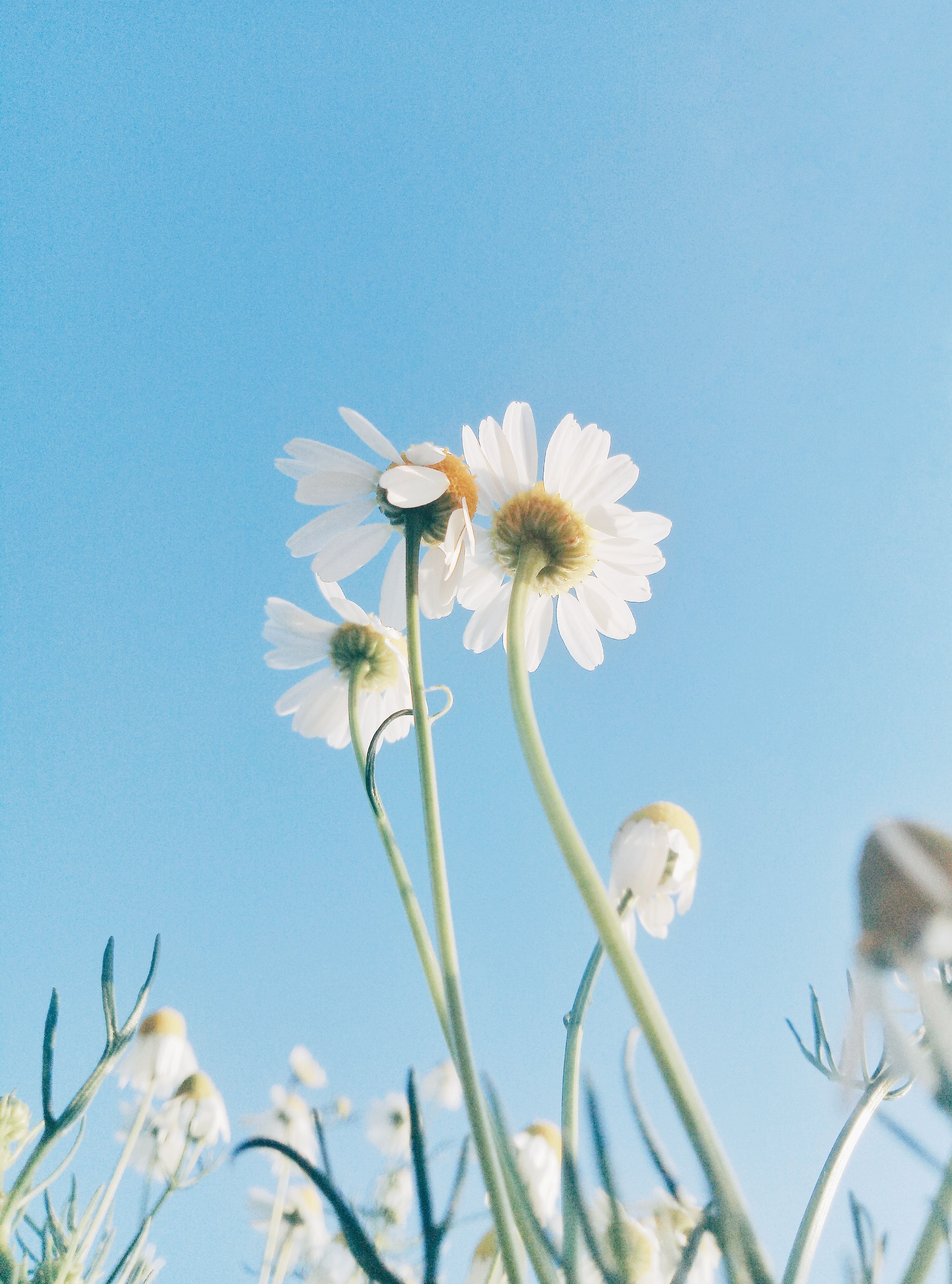 Close-Up Shot of Camomiles in Bloom · Free Stock Photo