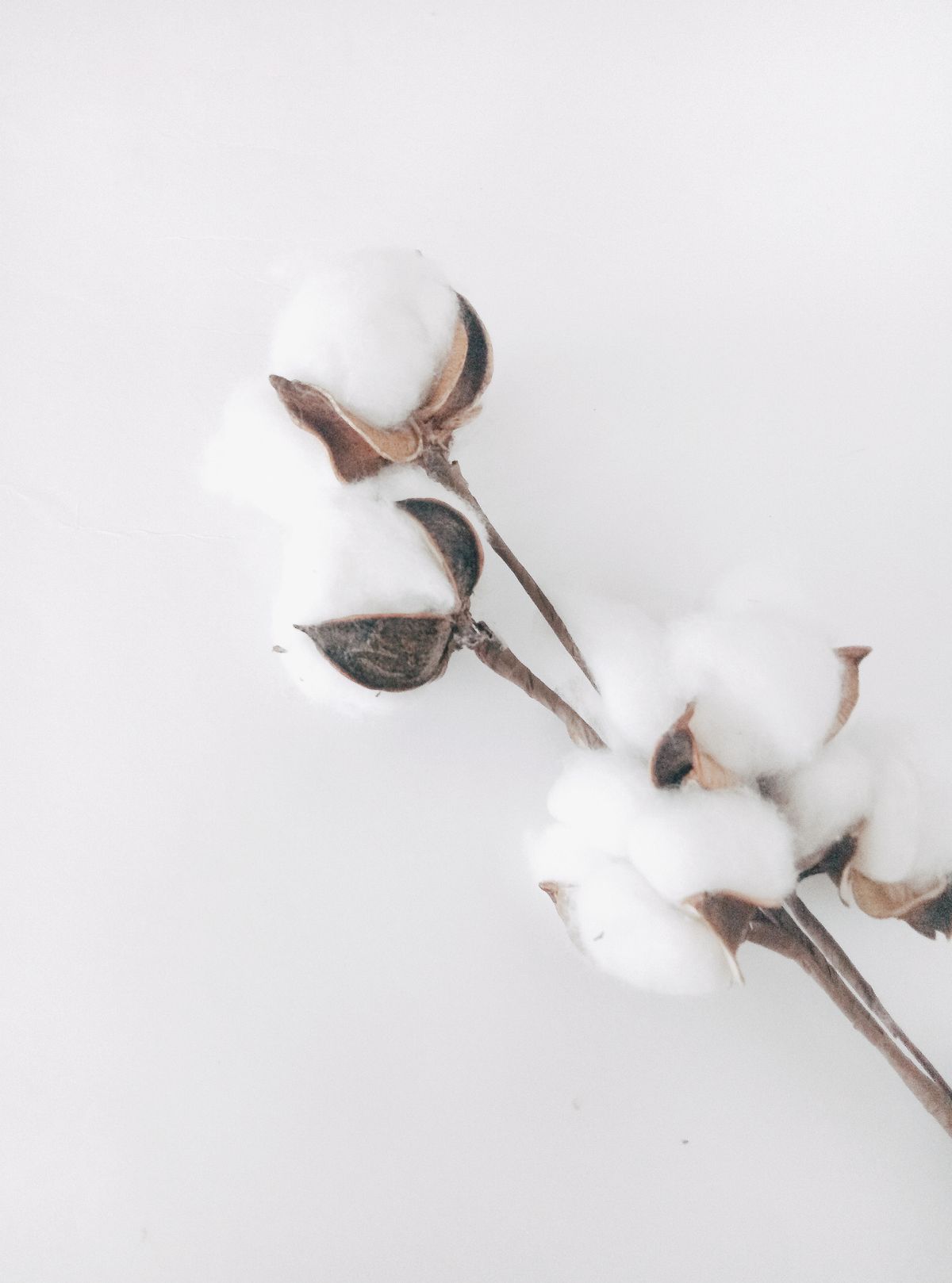 A soft white cotton branch — visual inspiration for Musk