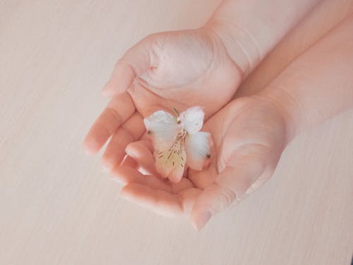 Free A White Flower on a Person's Palms Stock Photo