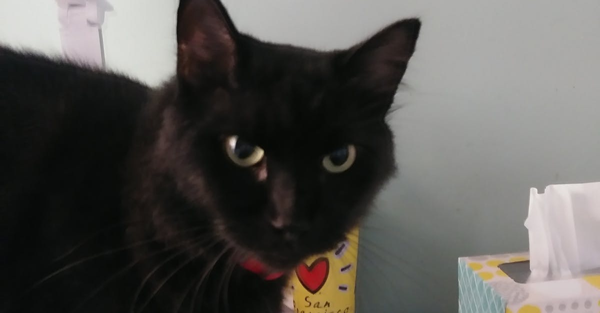 Free stock photo of black cat