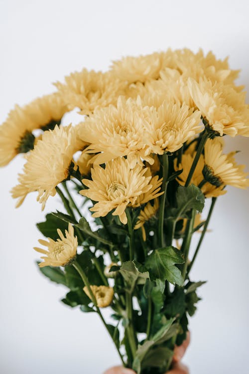 Blooming yellow flowers with tender petals on thin stalks with curved green leaves on white background