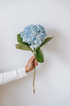 A delicate blue hydrangea held by a hand, set against a clean white background.