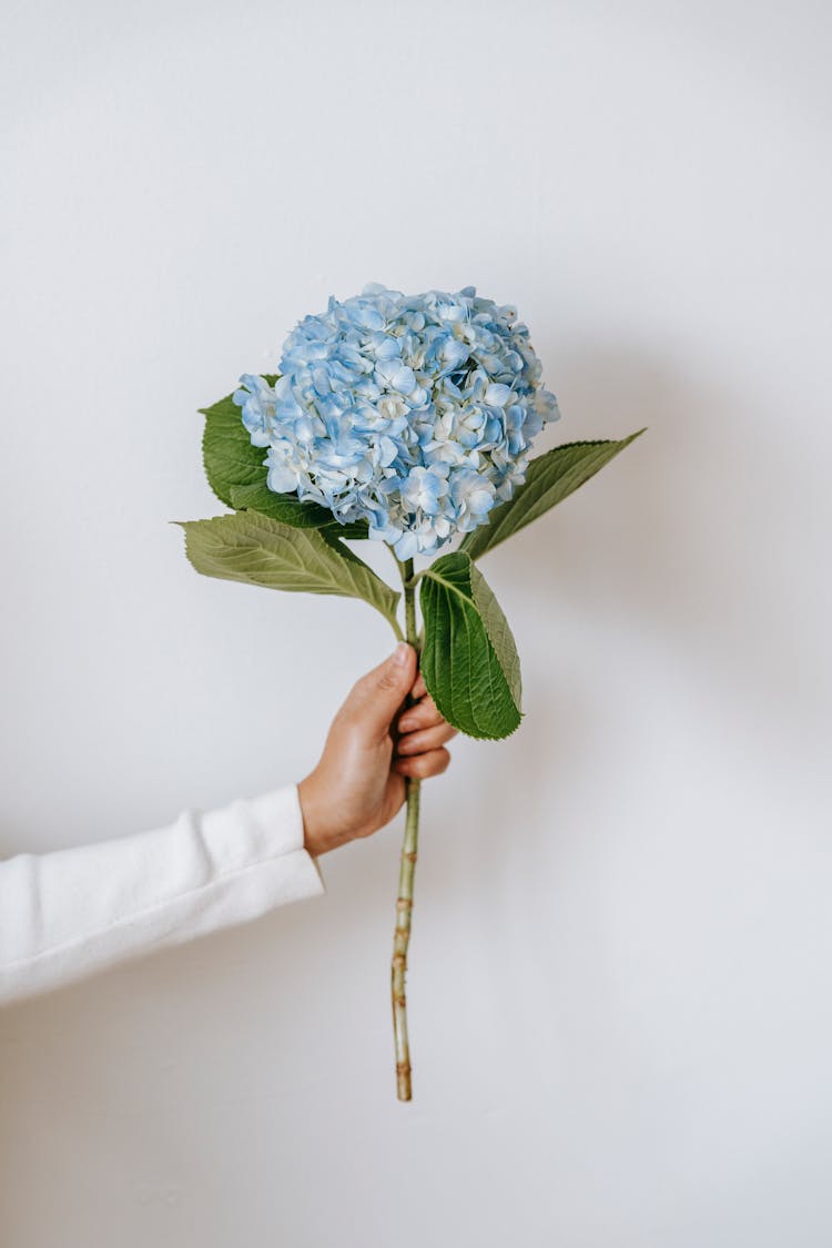 Faceless Person With Blooming Hortensia On White Background