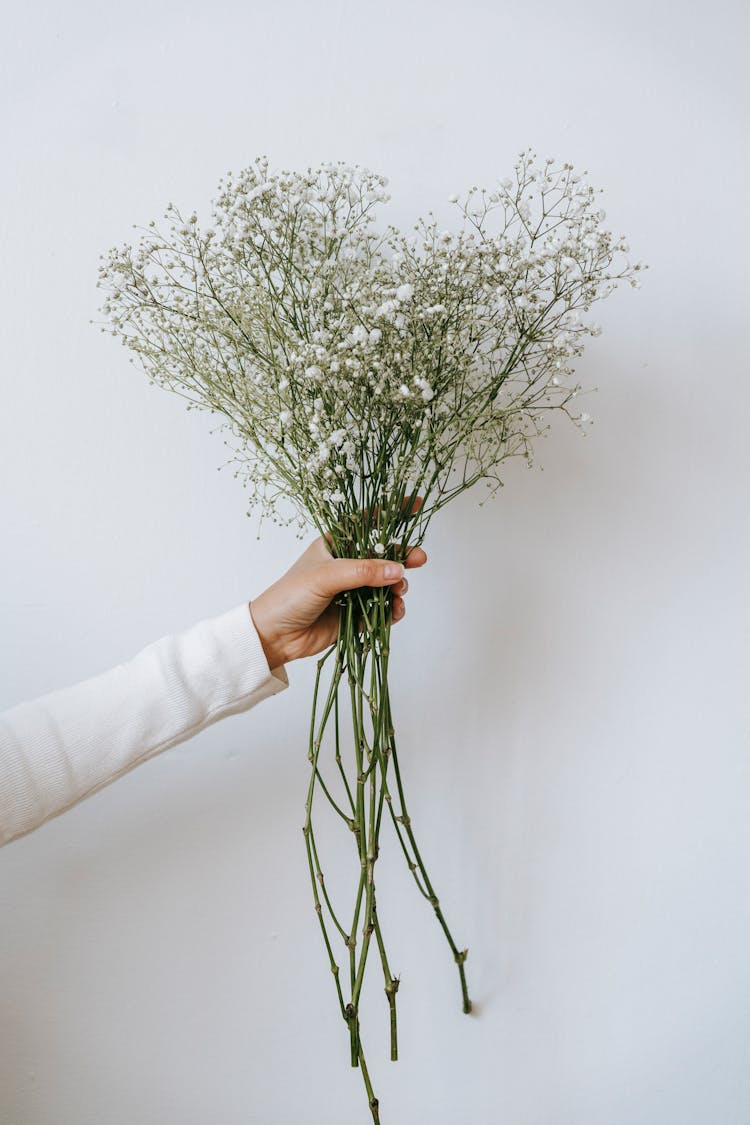 Crop Person Showing Blooming Gypsophila Bouquet With Wavy Stems