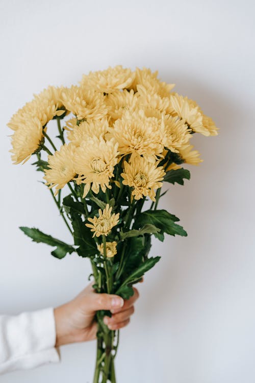 Faceless person showing blossoming Chrysanthemums with pleasant scent