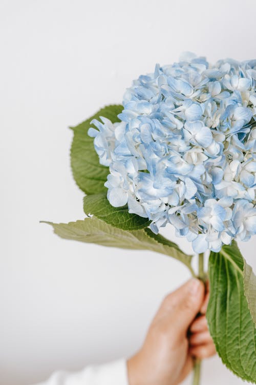 Crop anonymous person showing blossoming blue flower with delicate petals and lush green foliage with veins